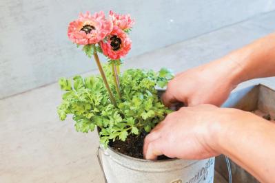 フローラ黒田園芸【黒田健太郎さん】が伝授！ カラフルな「ラナンキュラス×アネモネ」の寄せ植え（サムネイル画像8）