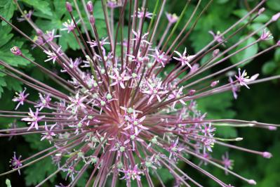 浮遊感がすごい【アリウム】8選｜ギガンチウムほか、植えっぱなしOKの品種も［ガーデニング］（サムネイル画像15）