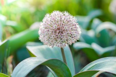 浮遊感がすごい【アリウム】8選｜ギガンチウムほか、植えっぱなしOKの品種も［ガーデニング］（サムネイル画像9）