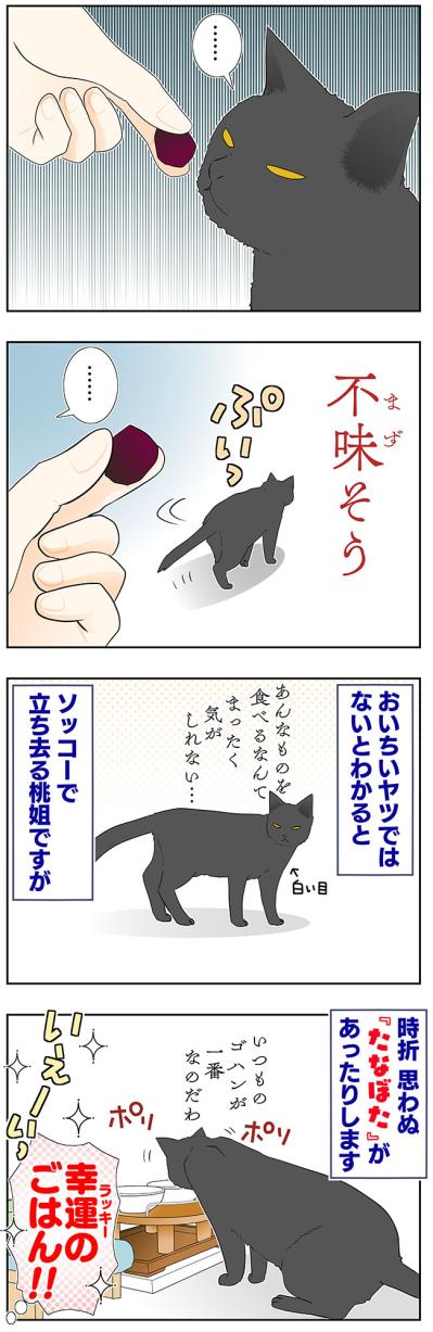 【マンガ・老猫日誌＃56】老猫にとってのおいしいおやつ〜19歳の元保護猫・桃姐（サムネイル画像3）