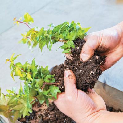 フローラ黒田園芸【黒田健太郎さん】が伝授！ カラフルな「ラナンキュラス×アネモネ」の寄せ植え（サムネイル画像11）