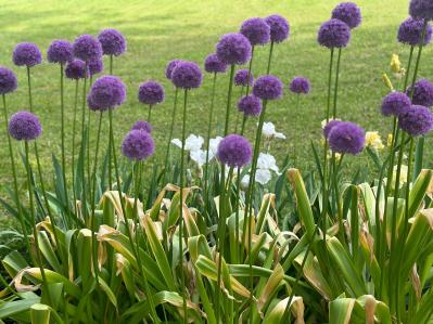 浮遊感がすごい【アリウム】8選｜ギガンチウムほか、植えっぱなしOKの品種も［ガーデニング］（サムネイル画像19）