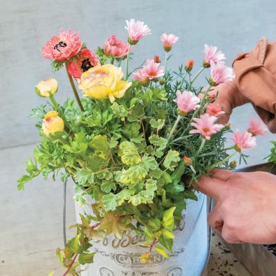 フローラ黒田園芸【黒田健太郎さん】が伝授！ カラフルな「ラナンキュラス×アネモネ」の寄せ植え（サムネイル画像14）