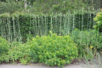 浮遊感がすごい【アリウム】8選｜ギガンチウムほか、植えっぱなしOKの品種も［ガーデニング］（サムネイル画像8）