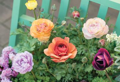 フローラ黒田園芸【黒田健太郎さん】が伝授！ カラフルな「ラナンキュラス×アネモネ」の寄せ植え（サムネイル画像18）