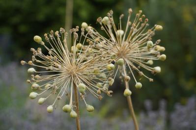 浮遊感がすごい【アリウム】8選｜ギガンチウムほか、植えっぱなしOKの品種も［ガーデニング］（サムネイル画像17）