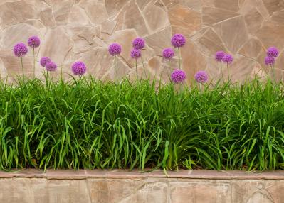浮遊感がすごい【アリウム】8選｜ギガンチウムほか、植えっぱなしOKの品種も［ガーデニング］（サムネイル画像20）