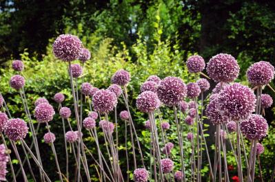 浮遊感がすごい【アリウム】8選｜ギガンチウムほか、植えっぱなしOKの品種も［ガーデニング］（サムネイル画像7）