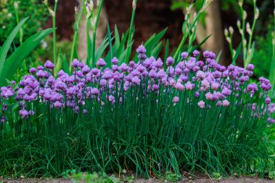 浮遊感がすごい【アリウム】8選｜ギガンチウムほか、植えっぱなしOKの品種も［ガーデニング］（サムネイル画像21）