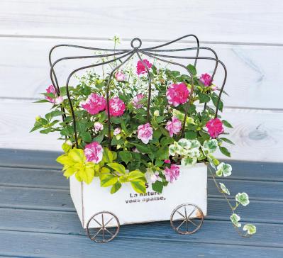 YouTubeで大人気！【オニちゃん】の愛らしいピンクの花で作る「春の寄せ植え」（サムネイル画像2）