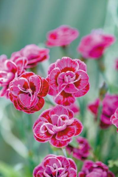 YouTubeで大人気！【オニちゃん】の愛らしいピンクの花で作る「春の寄せ植え」（サムネイル画像7）