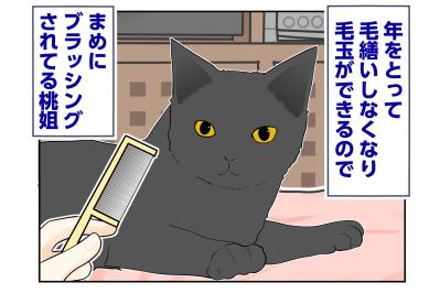 【マンガ・老猫日誌＃59】桃姐とうとう覚醒？〜19歳の元保護猫・桃姐（サムネイル画像）