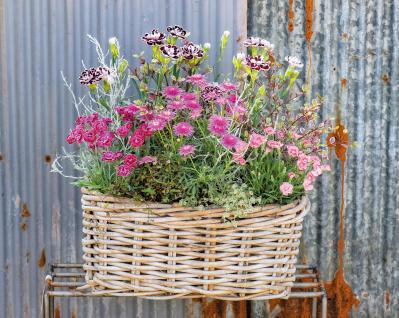 YouTubeで大人気！【オニちゃん】の愛らしいピンクの花で作る「春の寄せ植え」（サムネイル画像5）