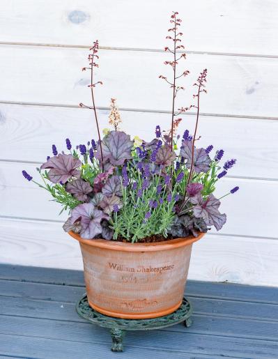 春に植えて長く楽しむ！【オニちゃん】のパープル＆ブルーの寄せ植え（サムネイル画像8）