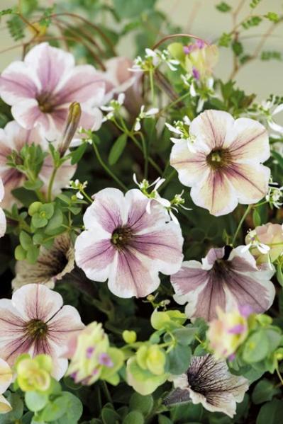 春に植えて長く楽しむ！【オニちゃん】のパープル＆ブルーの寄せ植え（サムネイル画像4）