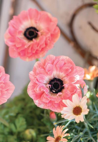 春を彩る【アネモネの寄せ植え】フローラ黒田園芸・黒田健太郎さんのおしゃれなバスケットアレンジ（サムネイル画像3）