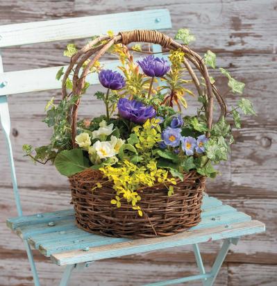 春を彩る【アネモネの寄せ植え】フローラ黒田園芸・黒田健太郎さんのおしゃれなバスケットアレンジ（サムネイル画像5）