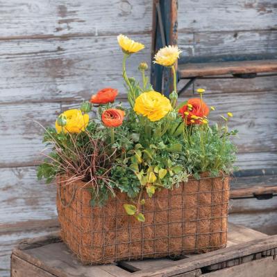 フローラ黒田園芸・黒田健太郎さんが提案【ラナンキュラスの寄せ植え】ビタミンカラーで春の庭を明るく！（サムネイル画像5）