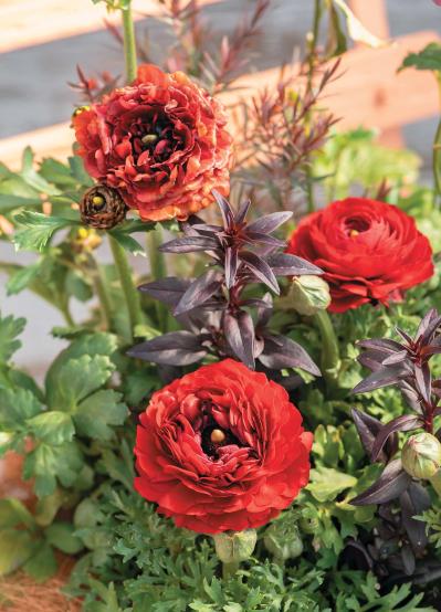 フローラ黒田園芸・黒田健太郎さんが提案【ラナンキュラスの寄せ植え】ビタミンカラーで春の庭を明るく！（サムネイル画像3）