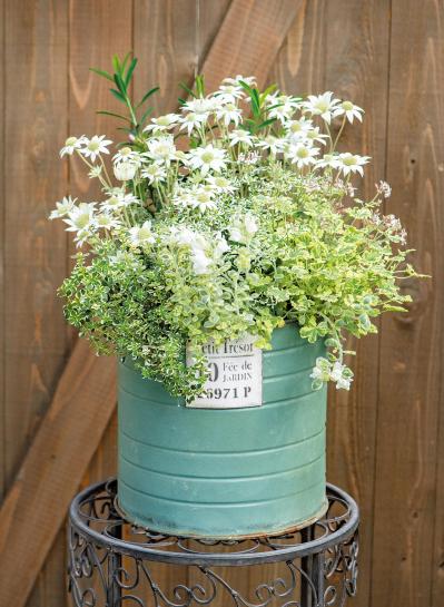 人気園芸店・店主【オニちゃん】が提案！ イエロー＆ホワイトの「春の寄せ植え」（サムネイル画像5）