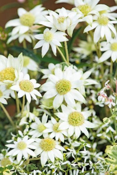 人気園芸店・店主【オニちゃん】が提案！ イエロー＆ホワイトの「春の寄せ植え」（サムネイル画像7）