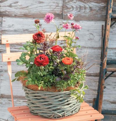 フローラ黒田園芸・黒田健太郎さんが提案【ラナンキュラスの寄せ植え】ビタミンカラーで春の庭を明るく！（サムネイル画像2）