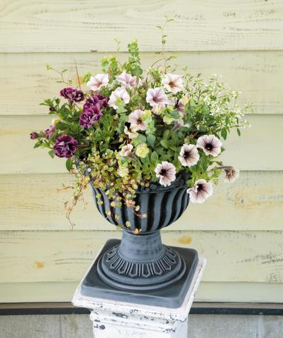 春に植えて長く楽しむ！【オニちゃん】のパープル＆ブルーの寄せ植え（サムネイル画像2）