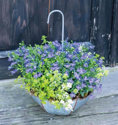 春に植えて長く楽しむ！【オニちゃん】のパープル＆ブルーの寄せ植え（サムネイル画像5）