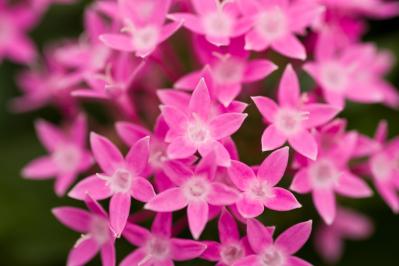 晩春から秋まで咲き続ける！暑さに強いロングランの花［8選］（サムネイル画像15）