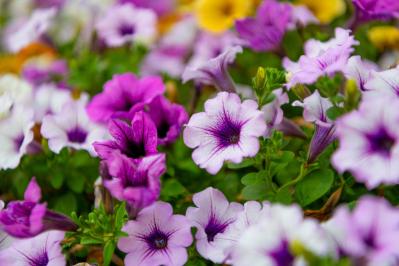 晩春から秋まで咲き続ける！暑さに強いロングランの花［8選］（サムネイル画像6）