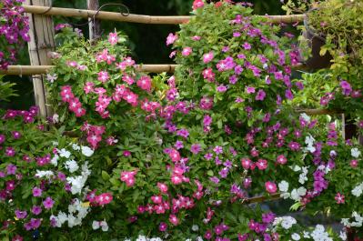 晩春から秋まで咲き続ける！暑さに強いロングランの花［8選］（サムネイル画像11）