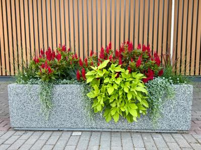 晩春から秋まで咲き続ける！暑さに強いロングランの花［8選］（サムネイル画像）