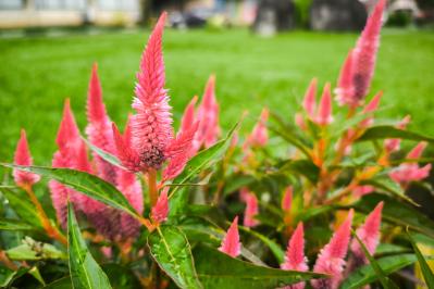 晩春から秋まで咲き続ける！暑さに強いロングランの花［8選］（サムネイル画像8）