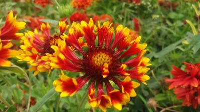 晩春から秋まで咲き続ける！暑さに強いロングランの花［8選］（サムネイル画像3）