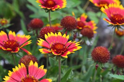 晩春から秋まで咲き続ける！暑さに強いロングランの花［8選］（サムネイル画像2）