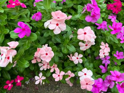 晩春から秋まで咲き続ける！暑さに強いロングランの花［8選］（サムネイル画像10）