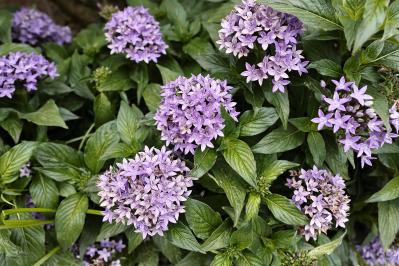 晩春から秋まで咲き続ける！暑さに強いロングランの花［8選］（サムネイル画像16）