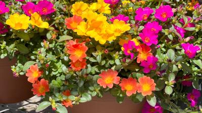 晩春から秋まで咲き続ける！暑さに強いロングランの花［8選］（サムネイル画像14）