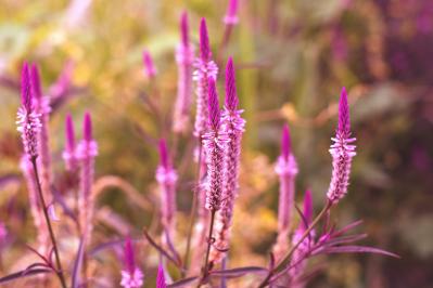 晩春から秋まで咲き続ける！暑さに強いロングランの花［8選］（サムネイル画像9）