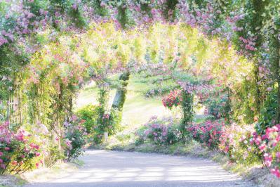 かのやばら園（サムネイル画像）