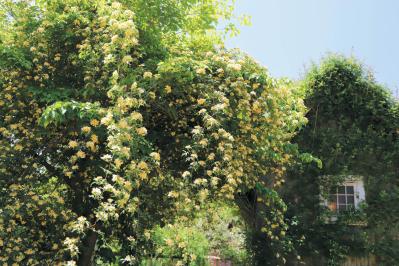 English Garden  ローザンベリー多和田　中国モッコウバラ（サムネイル画像）