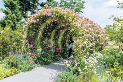 あやせローズガーデン（サムネイル画像）