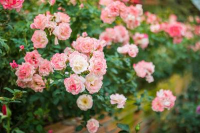 【保存版】バラのアブラムシ対策、何からする？初期に効く駆除のコツと春に増える理由、予防まで丸わかり（サムネイル画像6）