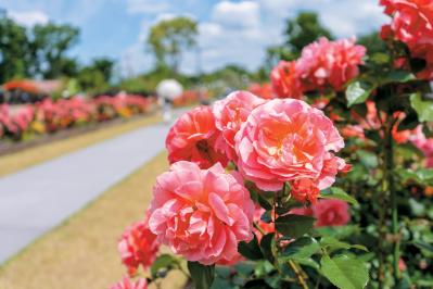 ‘ル・デパール・ド・アヤセ’（サムネイル画像）