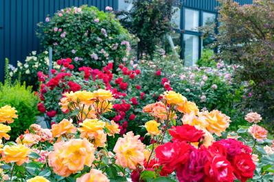 【保存版】バラのアブラムシ対策、何からする？初期に効く駆除のコツと春に増える理由、予防まで丸わかり（サムネイル画像4）