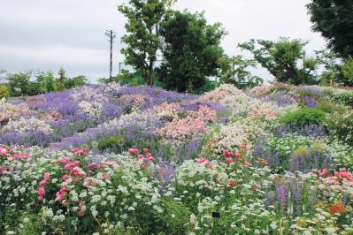 あやせローズガーデン（サムネイル画像）