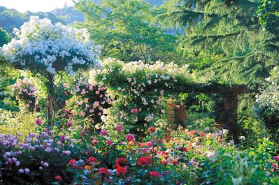 English Garden  ローザンベリー多和田（サムネイル画像）