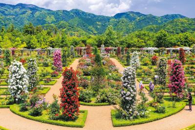 無料で行けるバラ園も！【東日本のローズガーデン】おすすめ3選。4月下旬〜7月上旬が見頃（サムネイル画像）