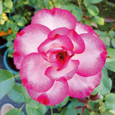 ‘ホリデー花巻’（サムネイル画像）