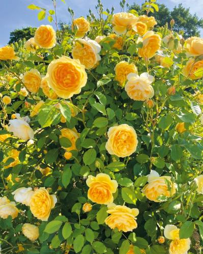 ‘グラハム・トーマス’（サムネイル画像）